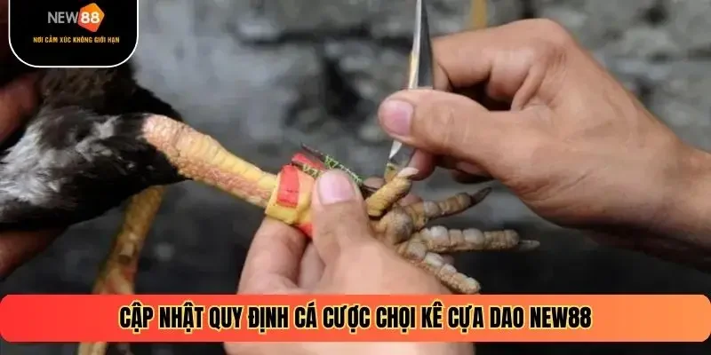 Cập nhật quy định cá cược chọi kê cựa dao NEW88