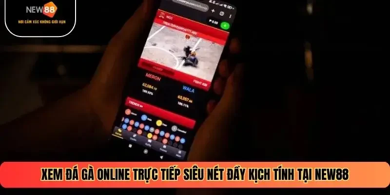 Đá Gà Online Trực Tiếp