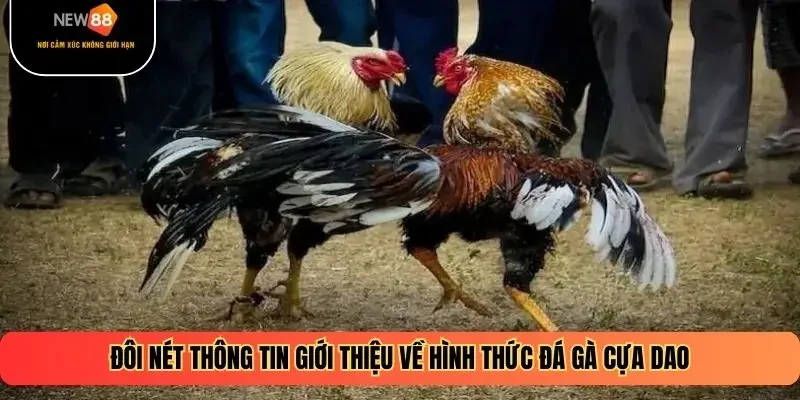 Đôi nét thông tin giới thiệu về hình thức đá gà cựa dao