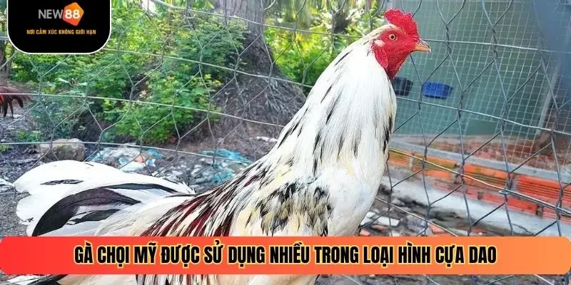 Gà chọi Mỹ được sử dụng nhiều trong loại hình cựa dao